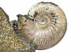 Iridescent, Pyritized Ammonite (Quenstedticeras) Fossil Display #353759-1